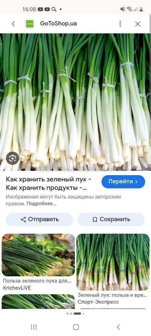 Лук зеленный