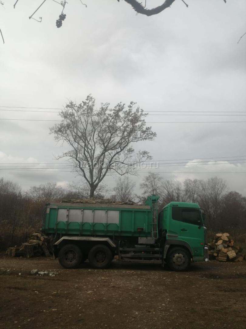 Дрова граб
