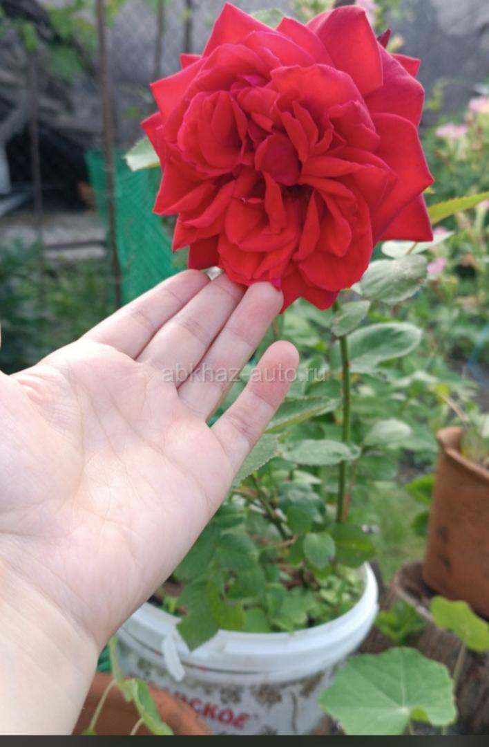 Садовая красная роза 🌹