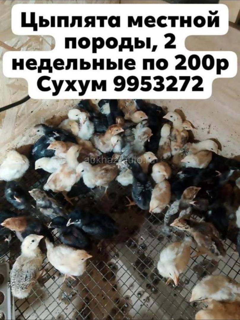 Цыплята местной породы