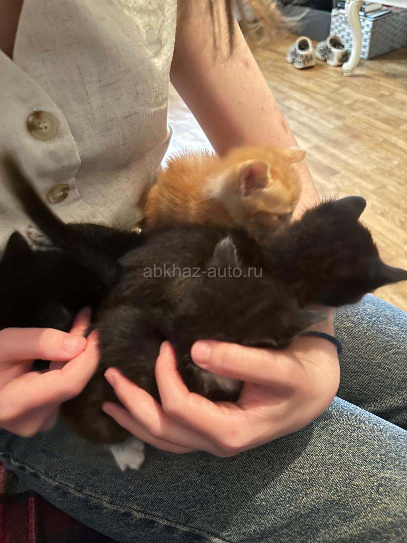 Отдам котят в добрые руки