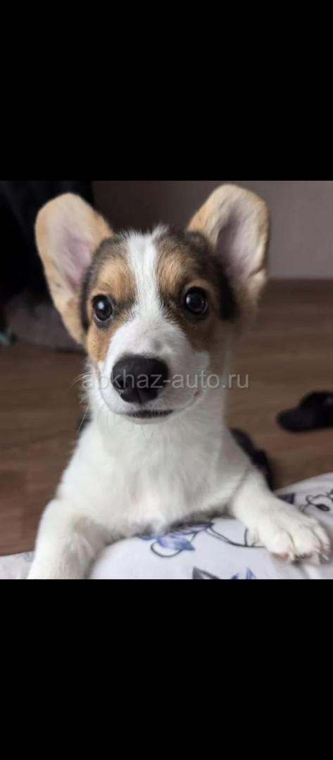 Щенки корги