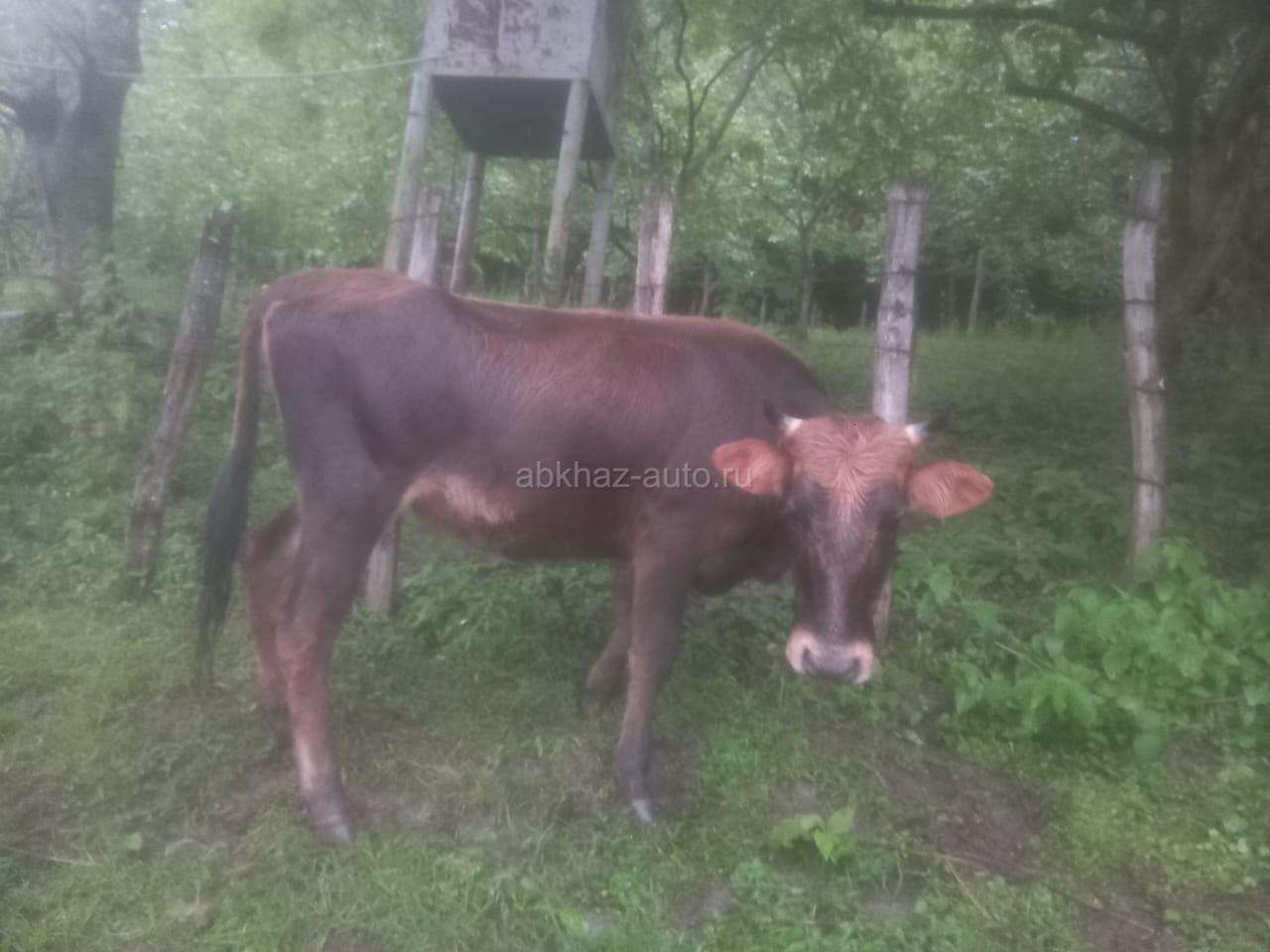 Телка