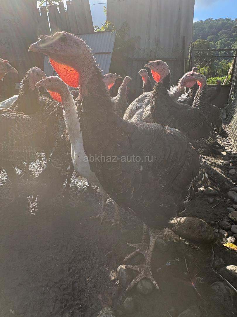 Индюшки