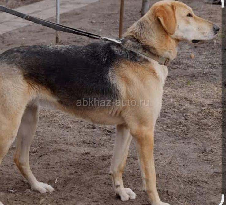 Русская гончая