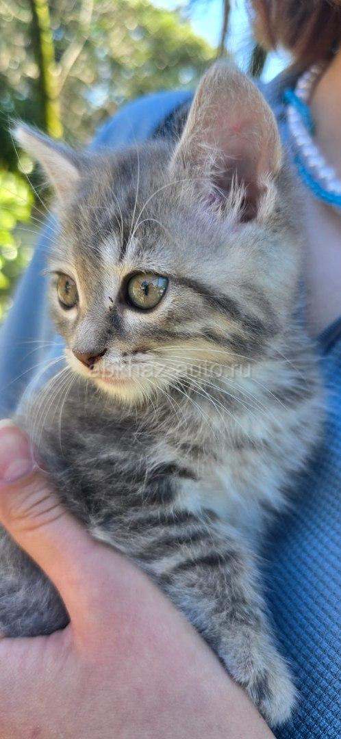Котята