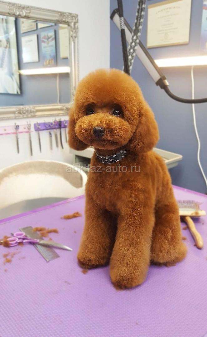 Кобель пуделя ред браун для вязки