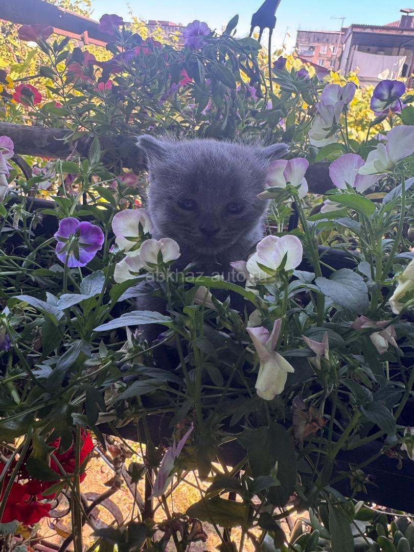 Котенок британка, девочка