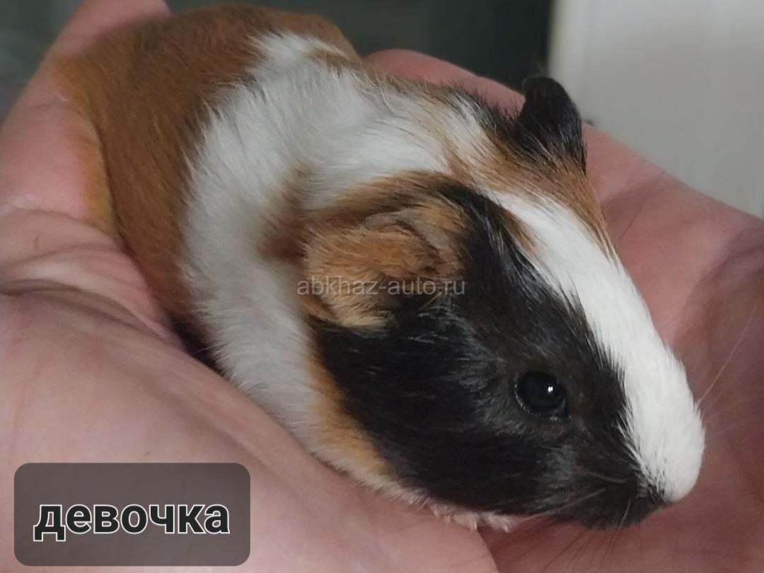 Морские свинки