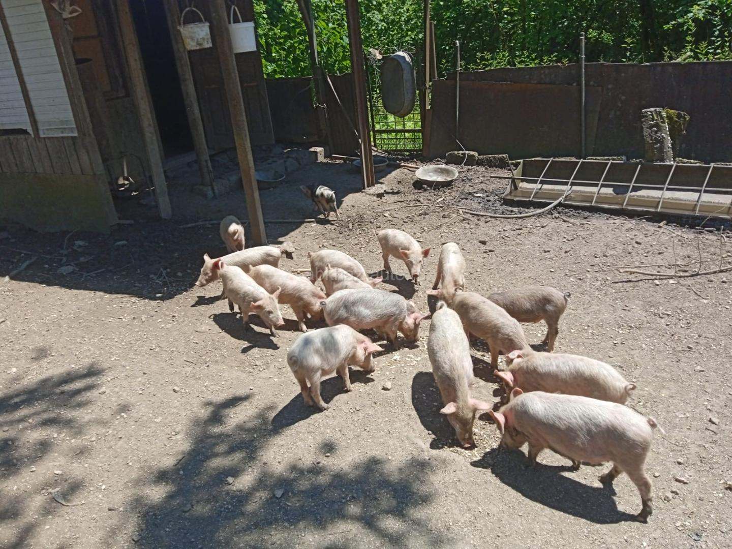 Поросята