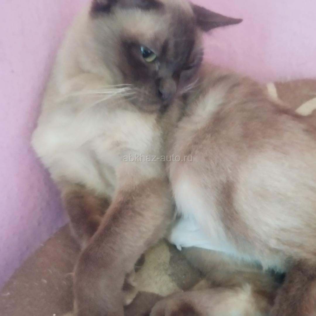 Кошка Евробурма