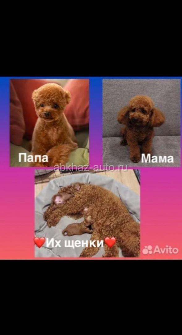Щенок мальтипу ред Браун