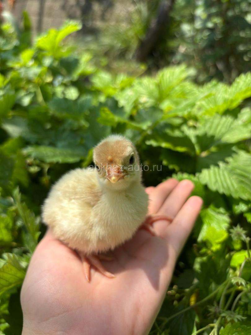Индюшата