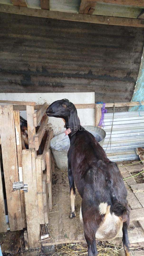 Коза