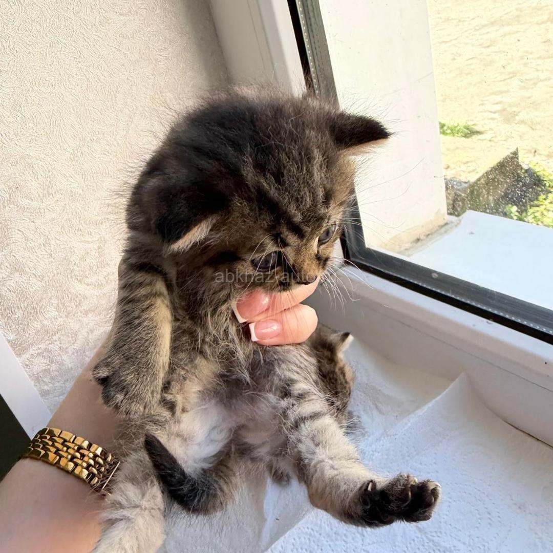 Котята британские прямоухие и вислоухие