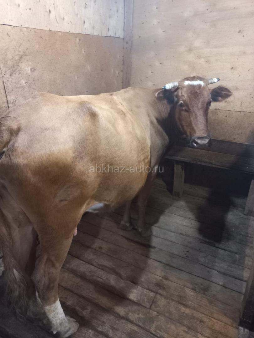 Корова дойная, 4 отел