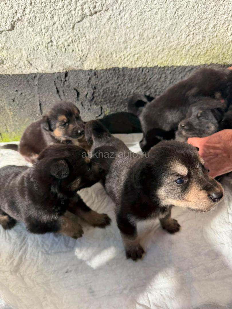 Чистокровные щенки немецкой овчарки