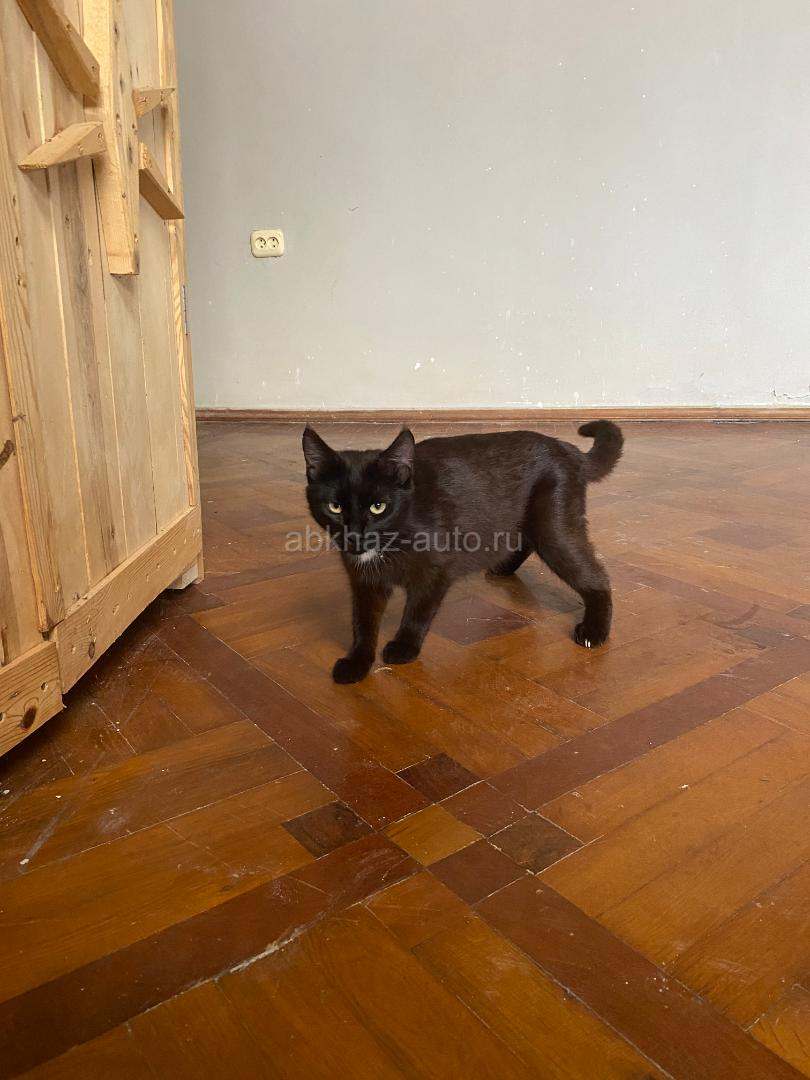 Котята, пол не разглядывал