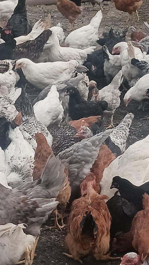 Цыплята 3х месячные