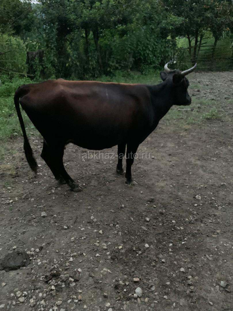 Карова
