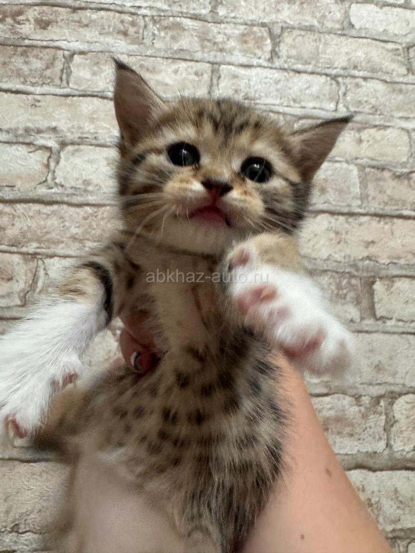 Котенок тигровый мальчик