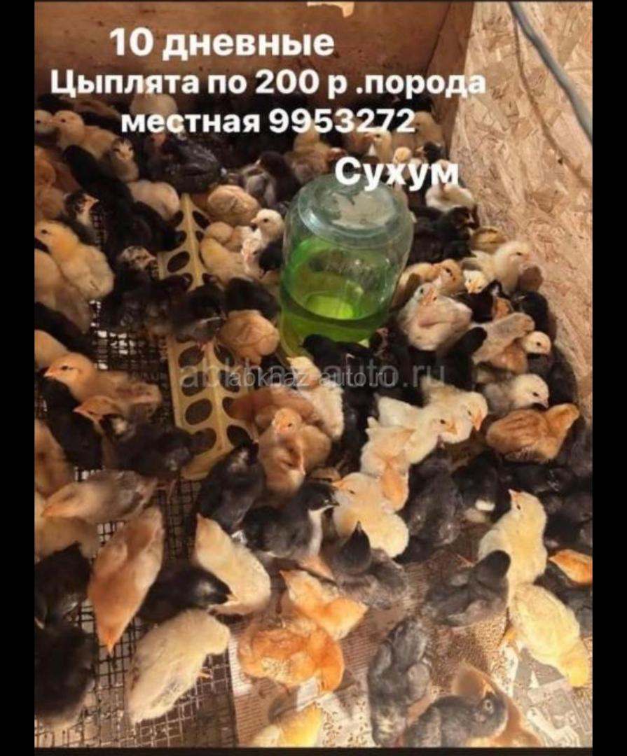 Цыплята