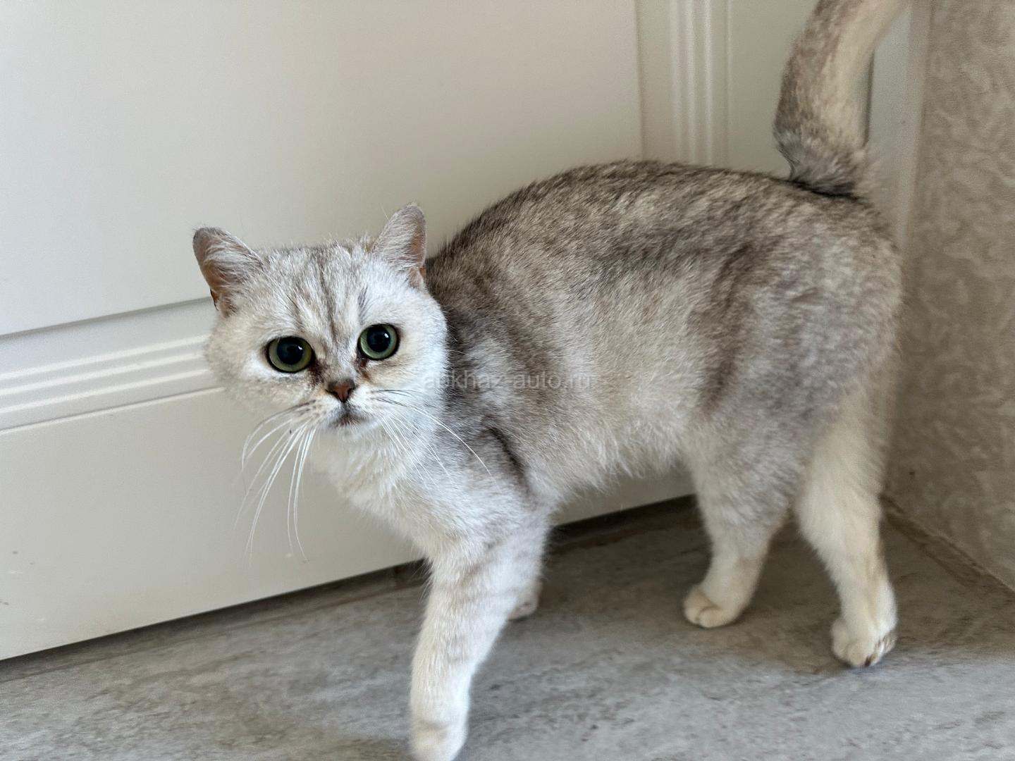 Котята породистые британские