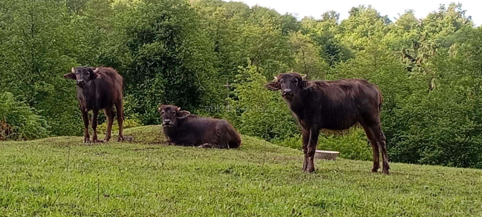 🐃