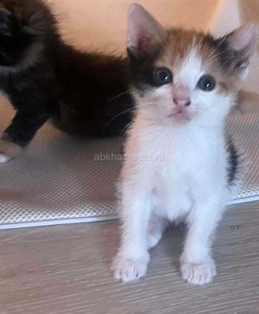 Котята в хорошие руки