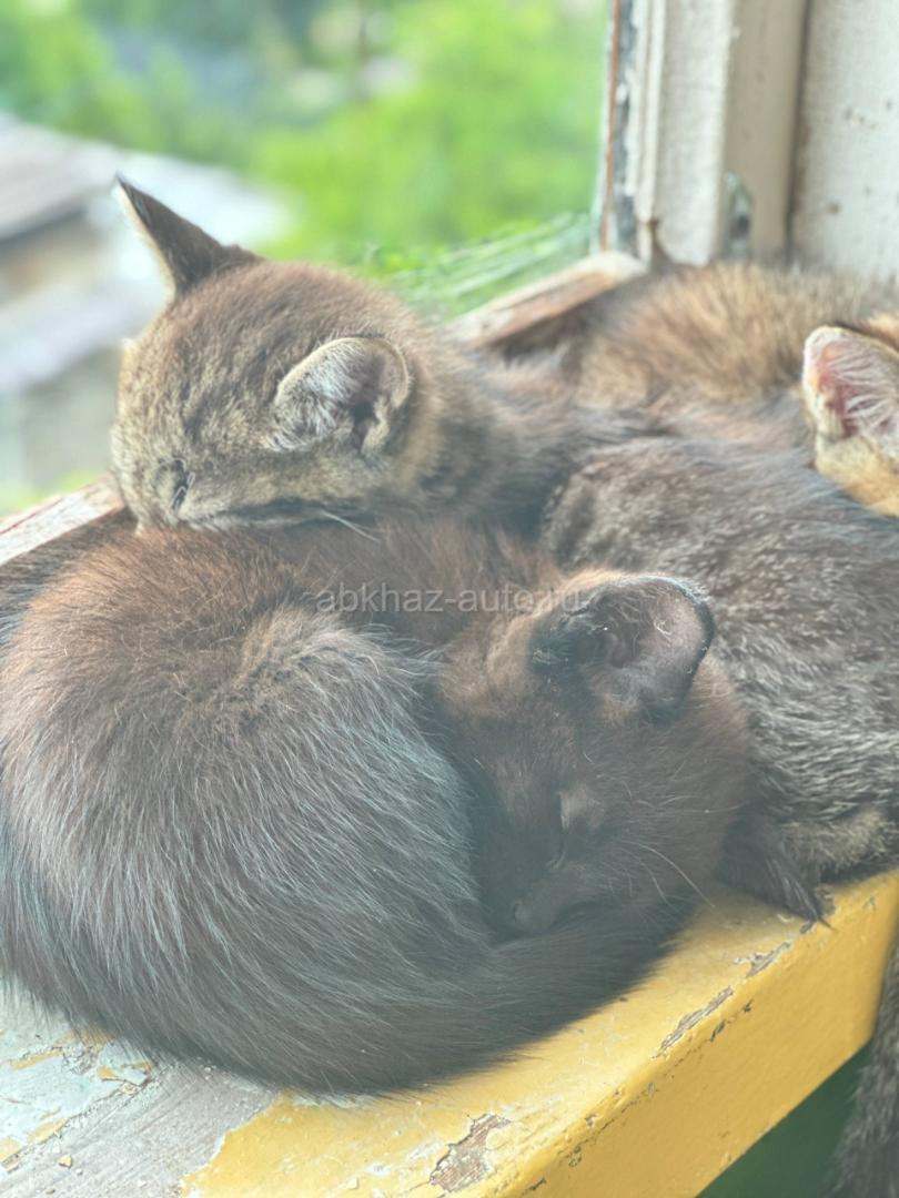 Отдам котят
