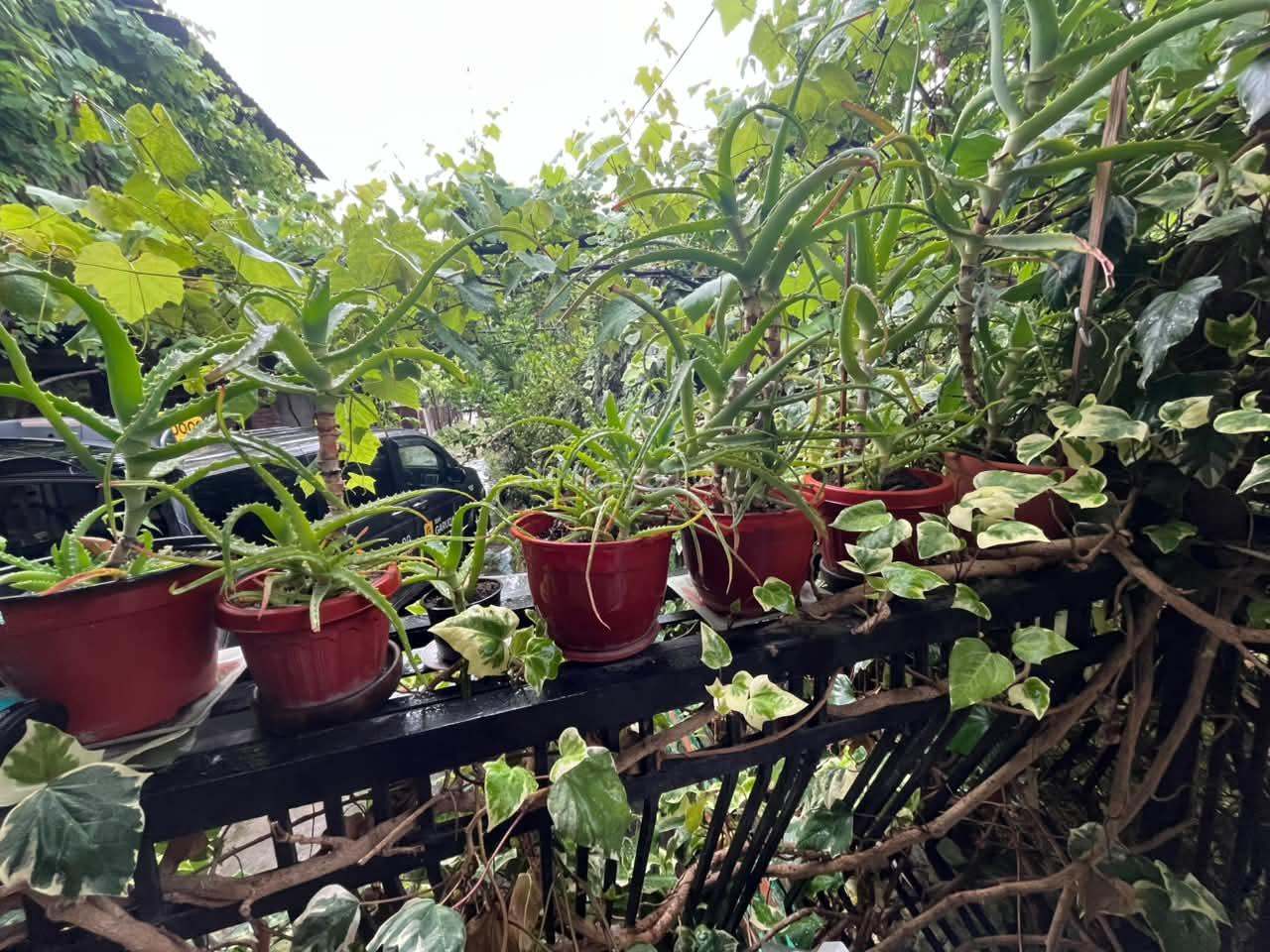 6 алое с плошками