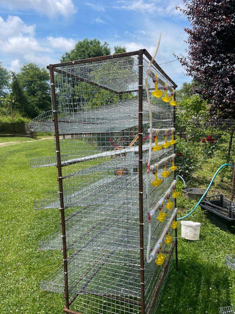 Стеллажи для перепелов
