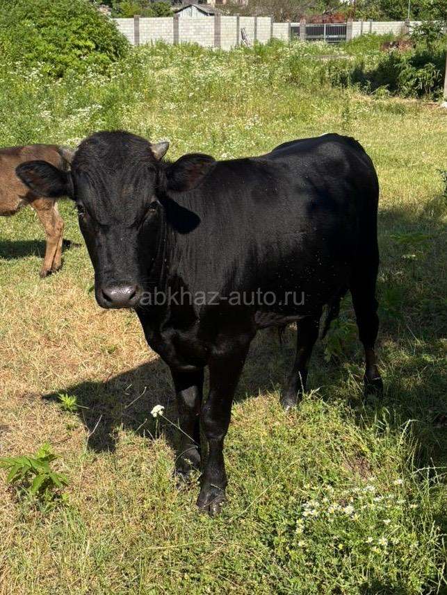 Бык минимум 100кг, 1 год