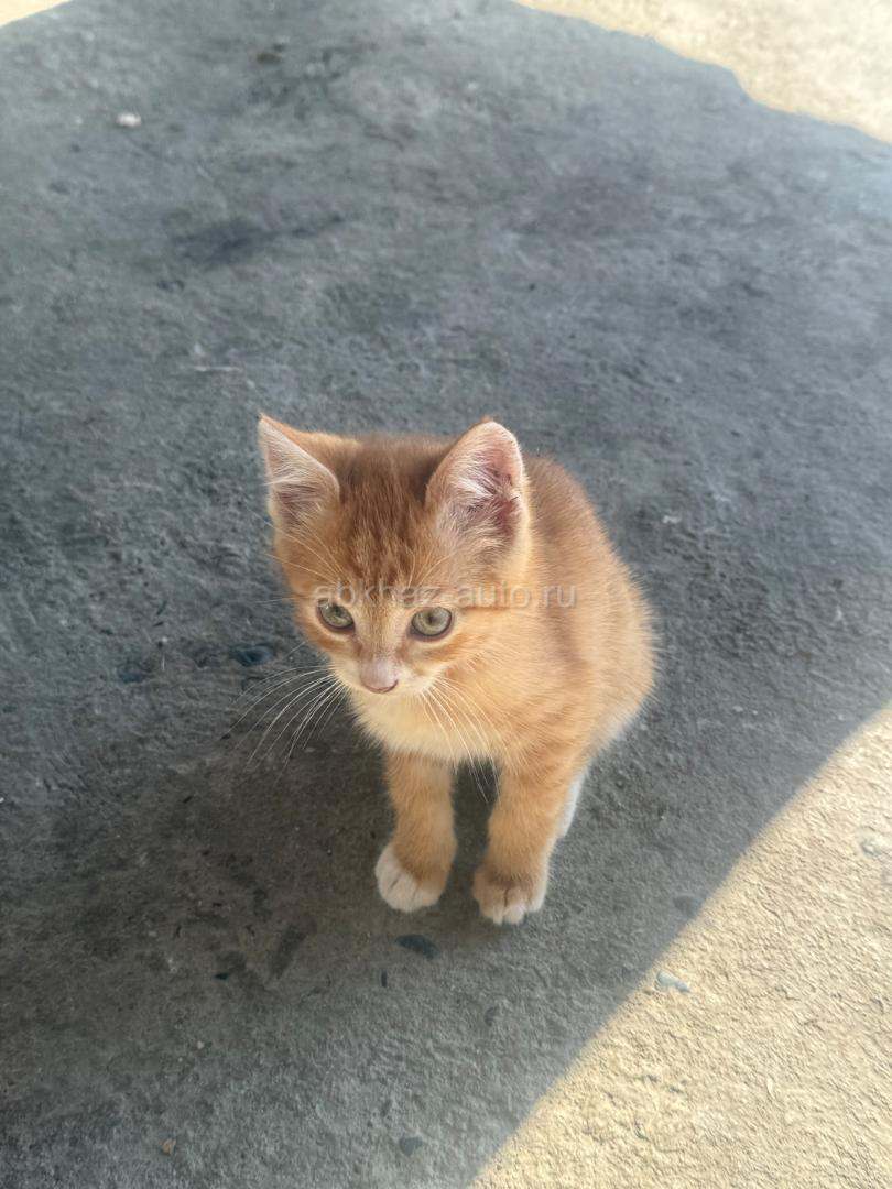 Котята от ловчей кошки