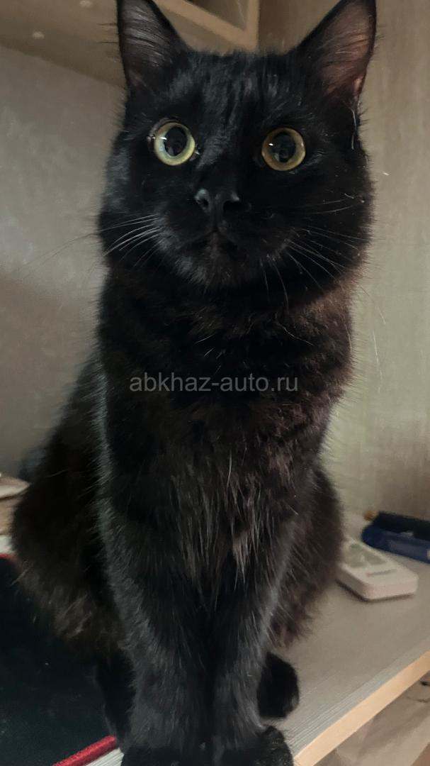 Кот в добрые руки