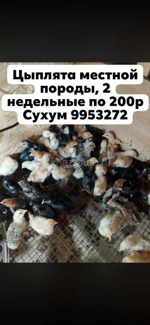Цыплята