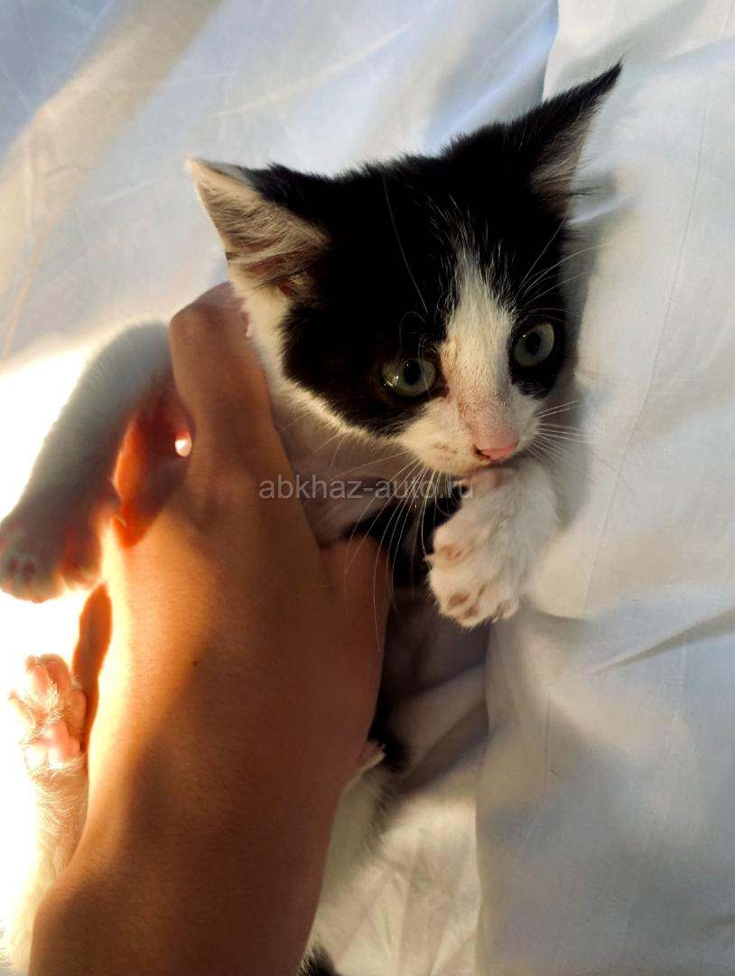 Котёнок в добрые руки