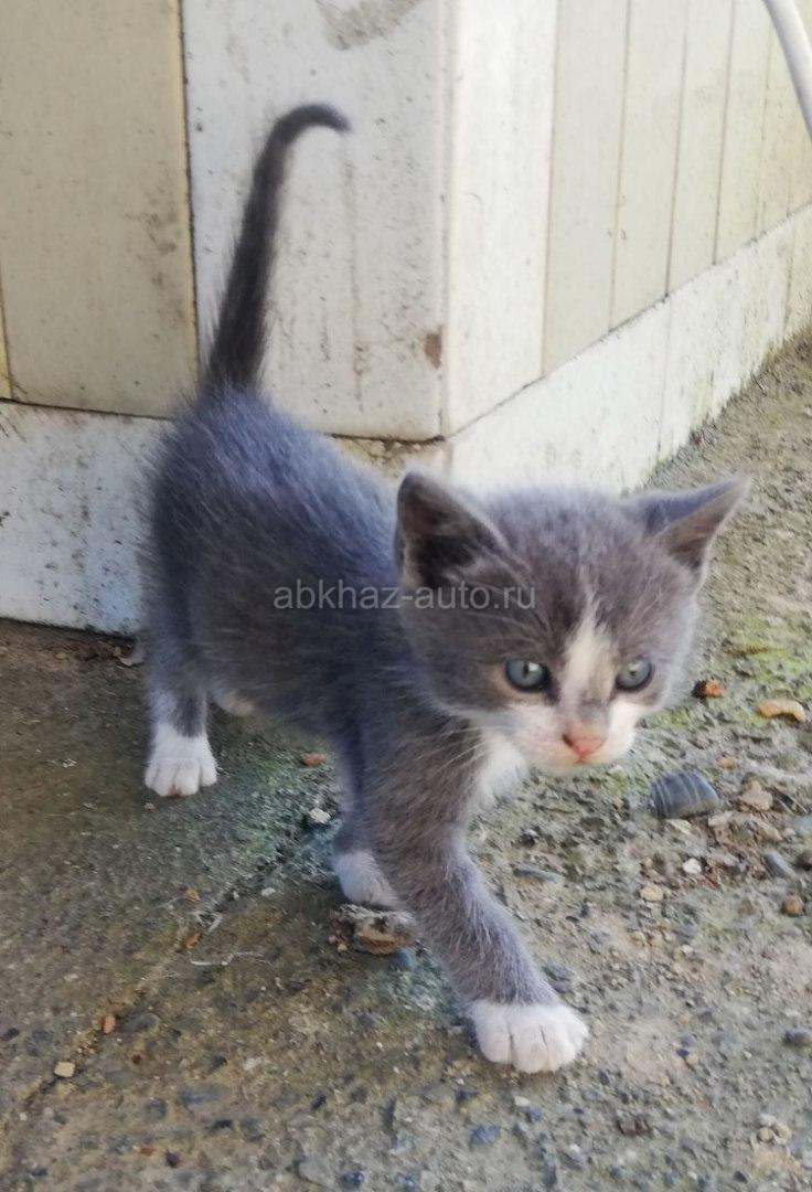 Котенок