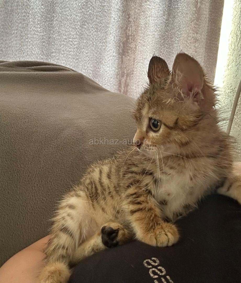Котенок-девочка ищет дом
