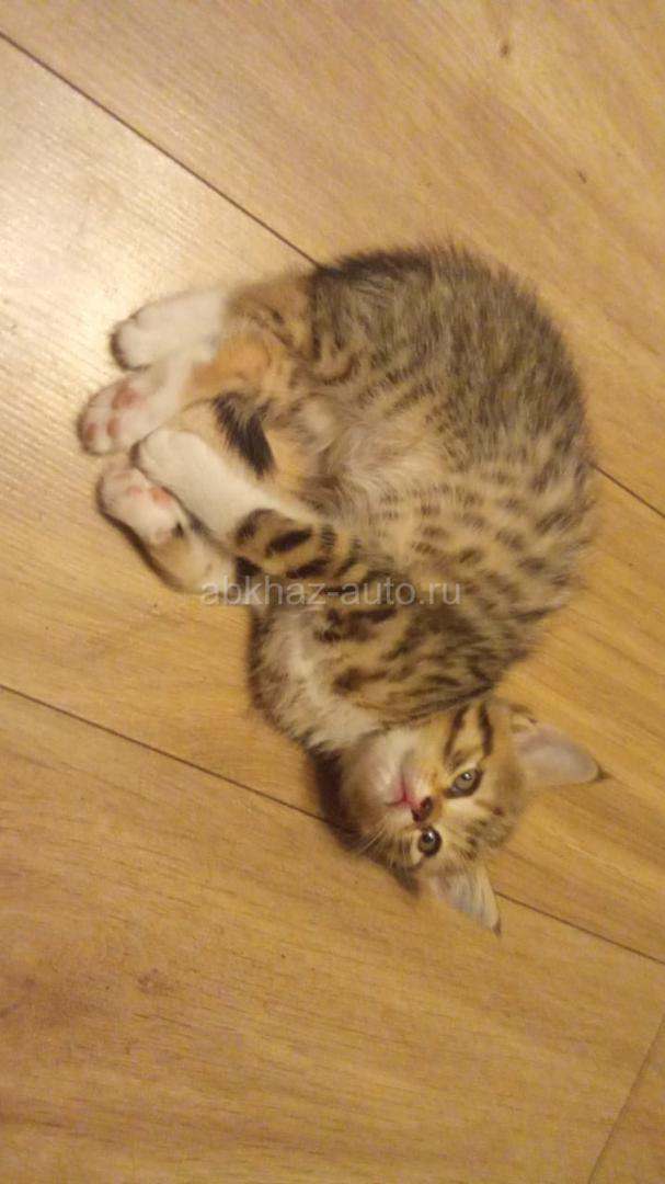 Котенок тигровый мальчик