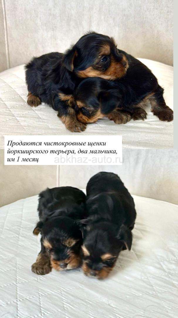 Щенки йоркширского терьера