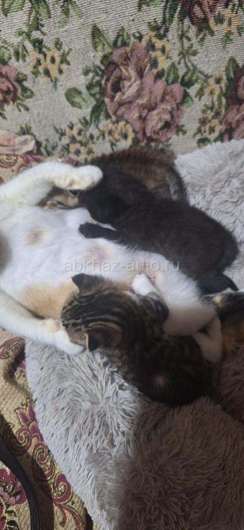 Котята в хорошие руки