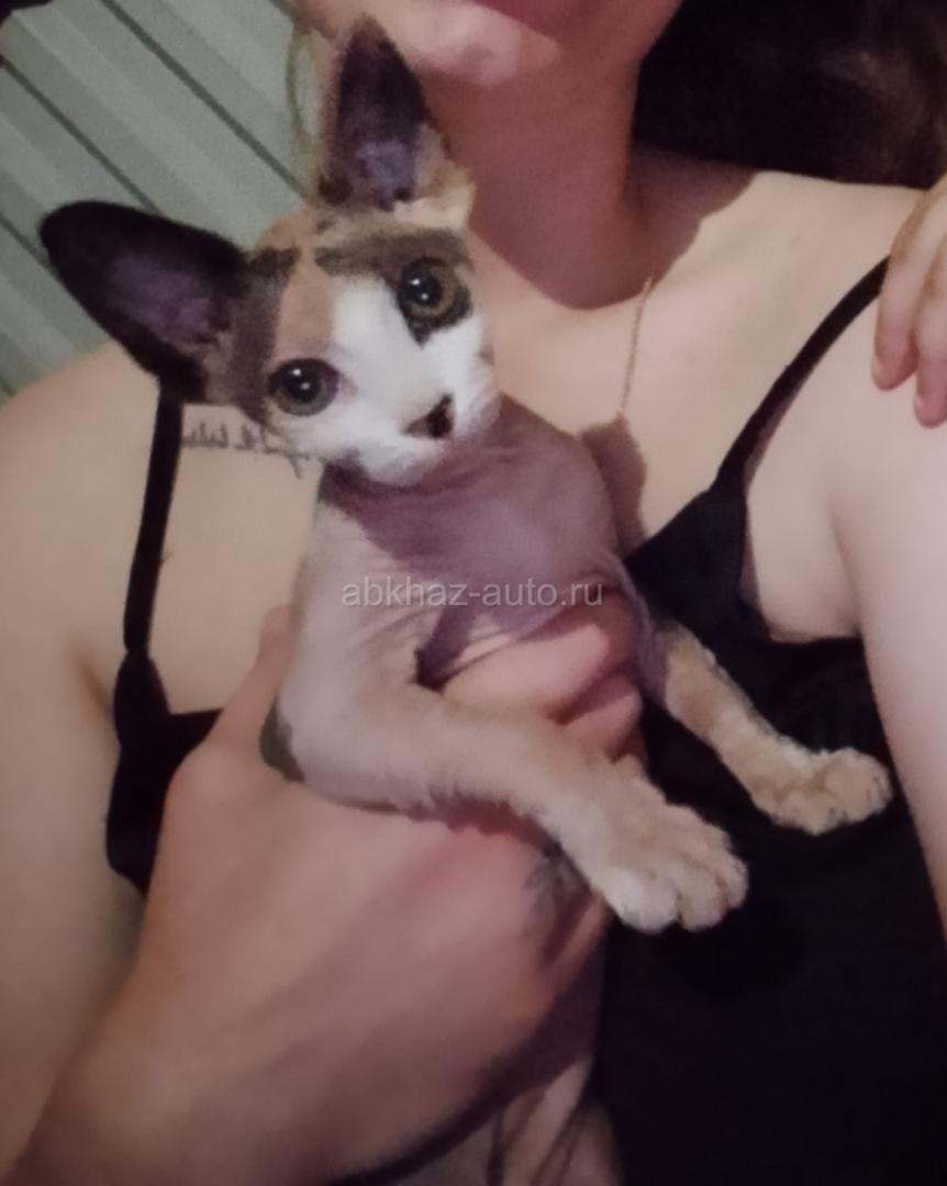 Кошка ласковая с приданным