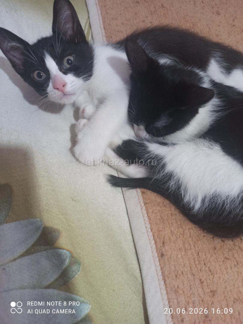 Котята брат и сестра
