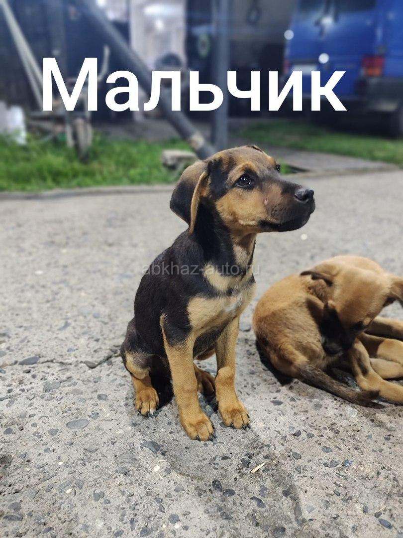 Мальчики на добрые руки