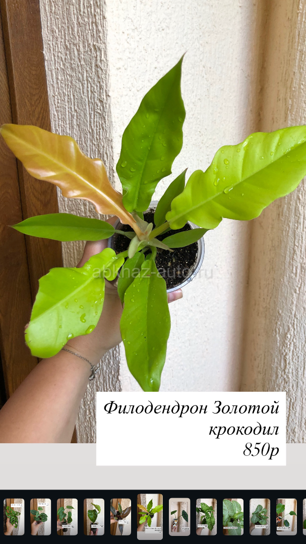 Комнатные цветы