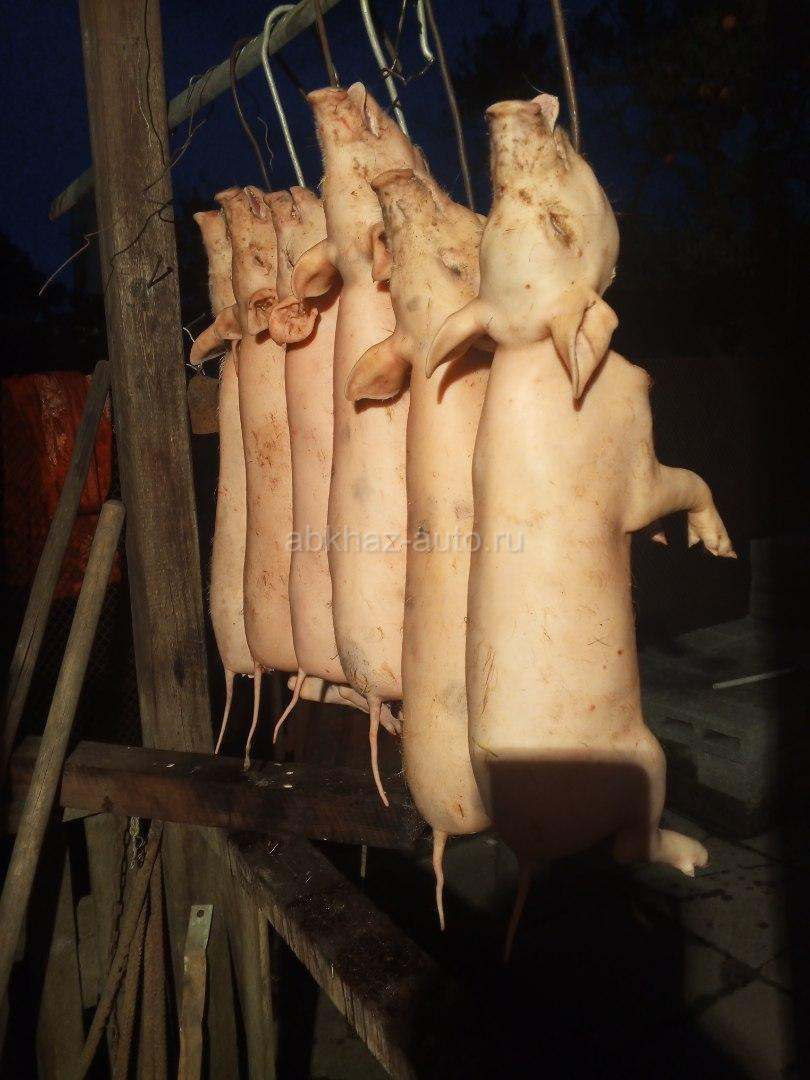Готовые поросята