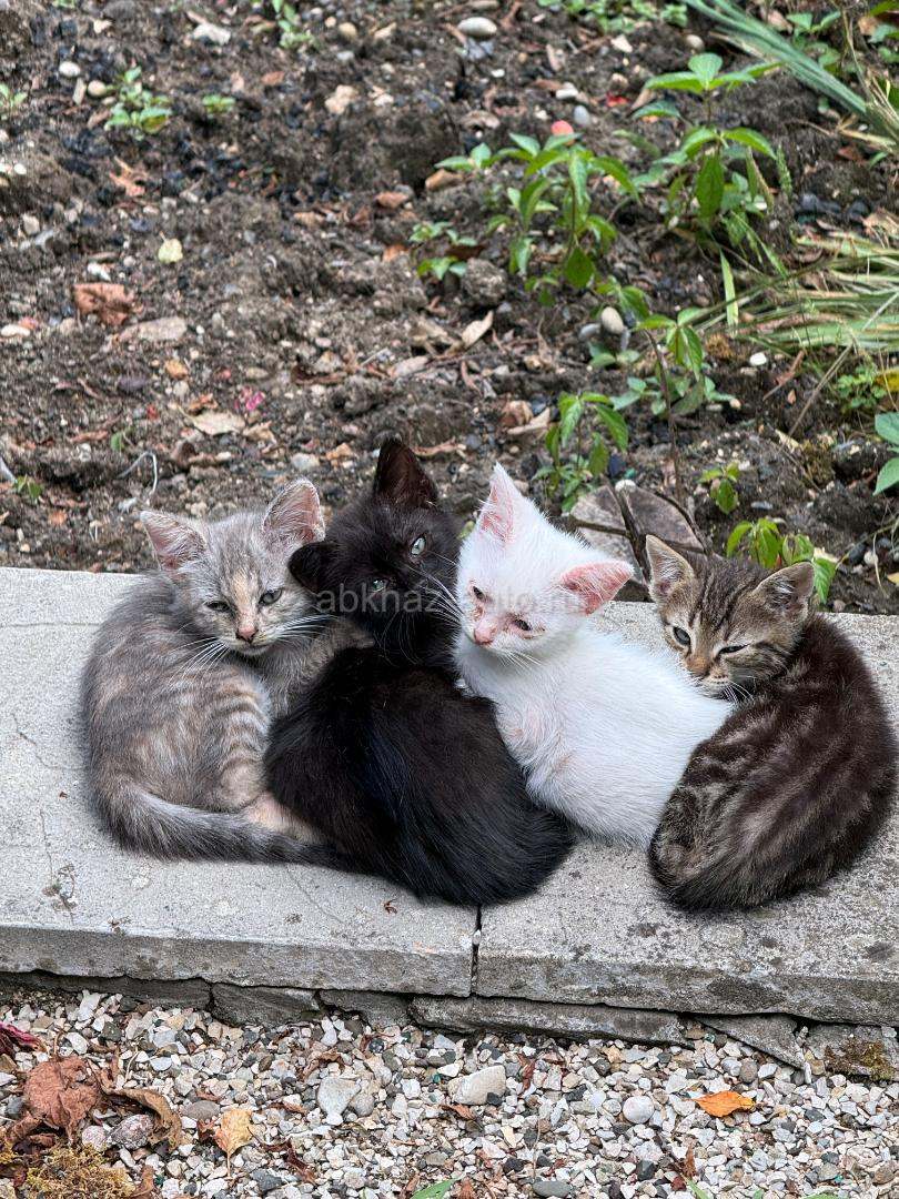 Котята на пристройство