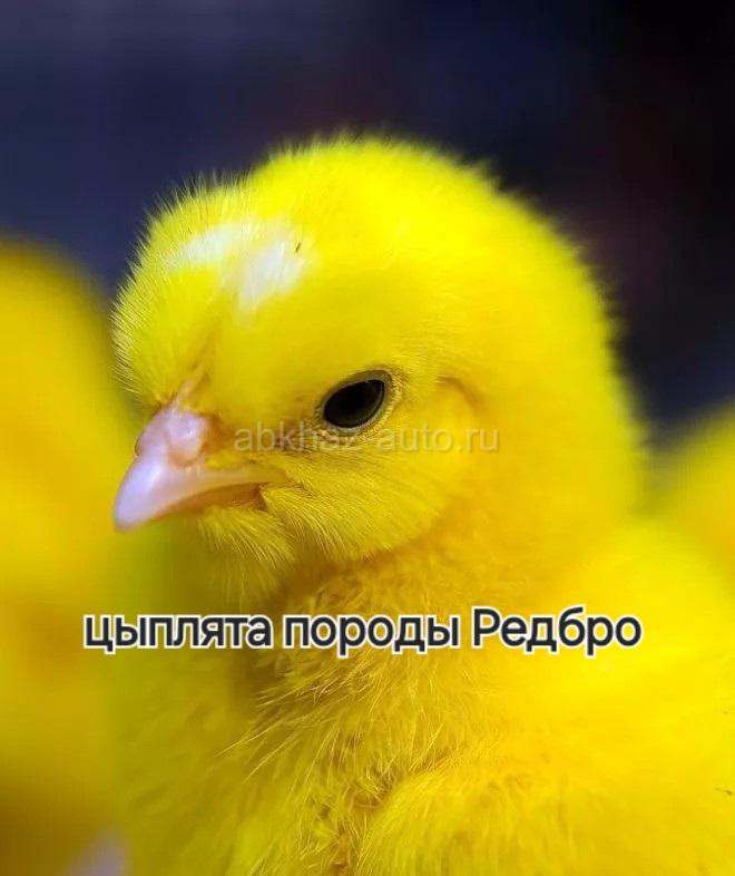 Цыплята породы Редбро, Гризбар и голошейка