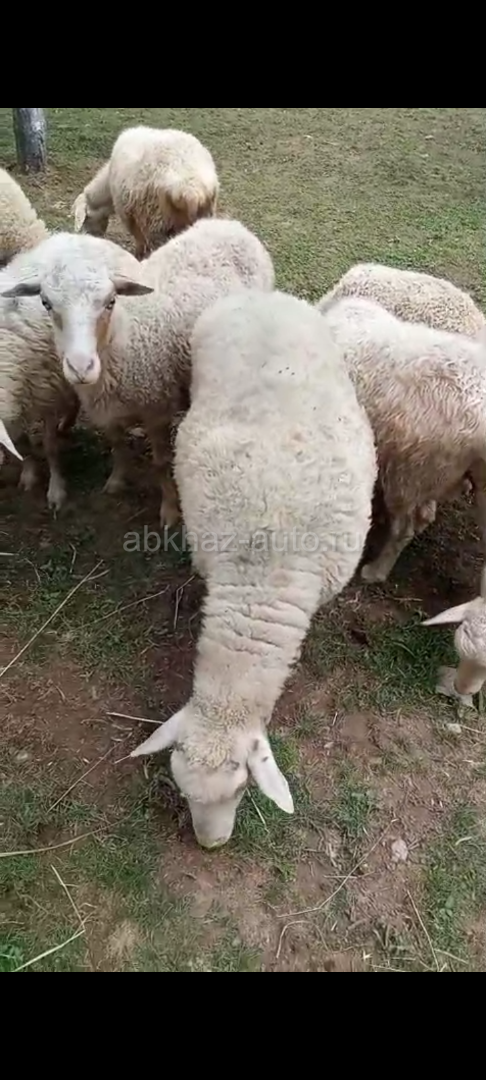 Барашки